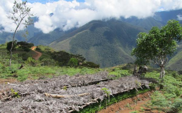 Coca seedlings growing in Yungas, Bolivia by Zoe Pearson